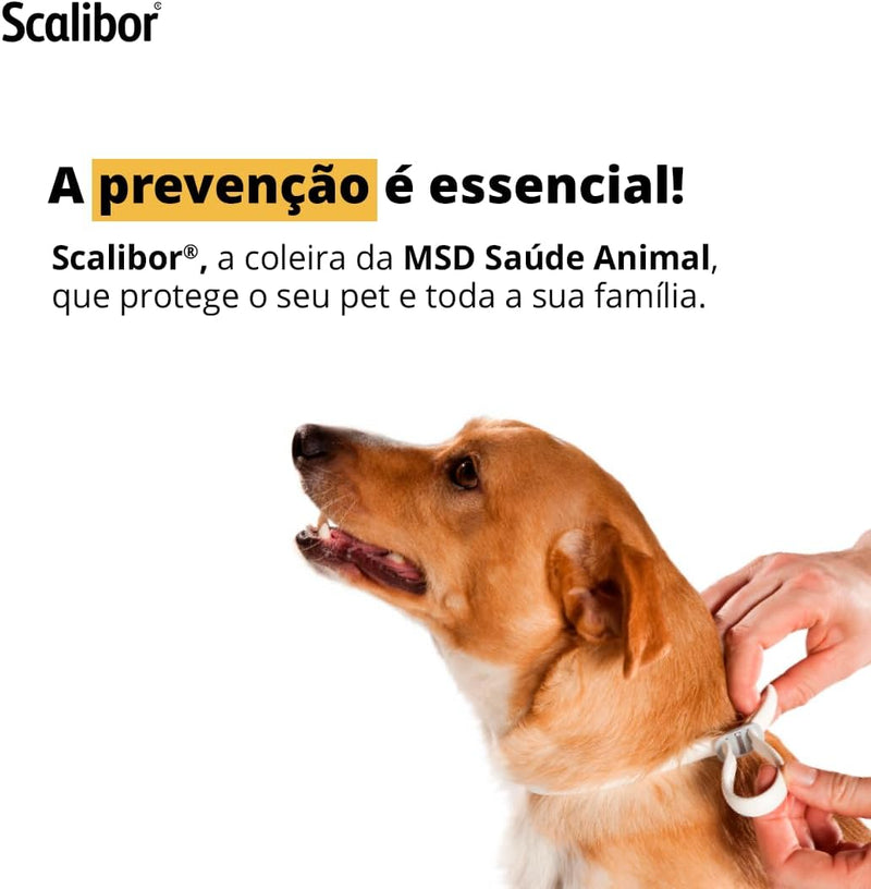 Kit 3 Coleiras Antipulgas Scalibor Cães Pequenos 48CM